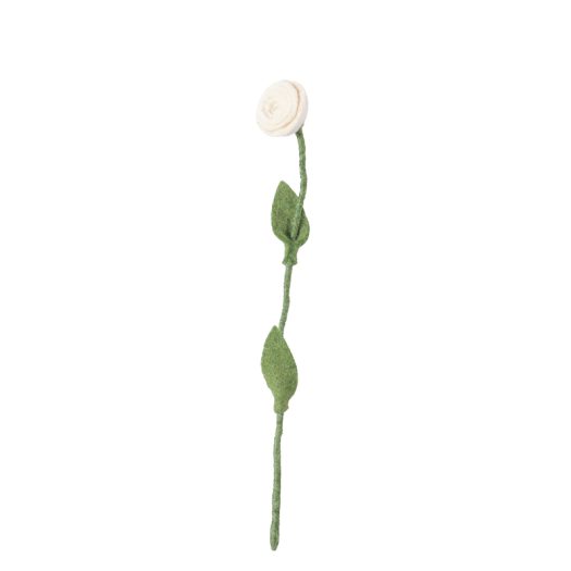 Aveva evig blomma ros vit