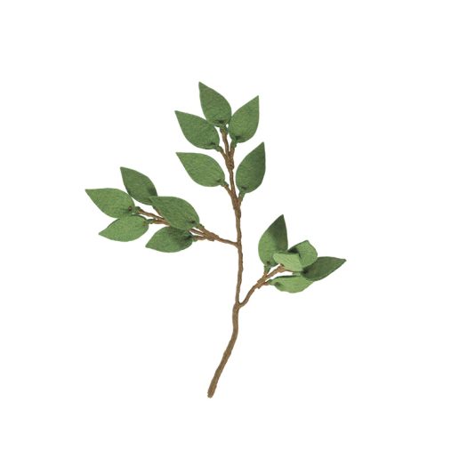 Aveva evig blomma gröna blad